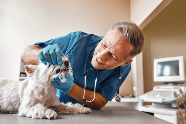 Best Dentist for Dental Trauma  in Robbins, IL